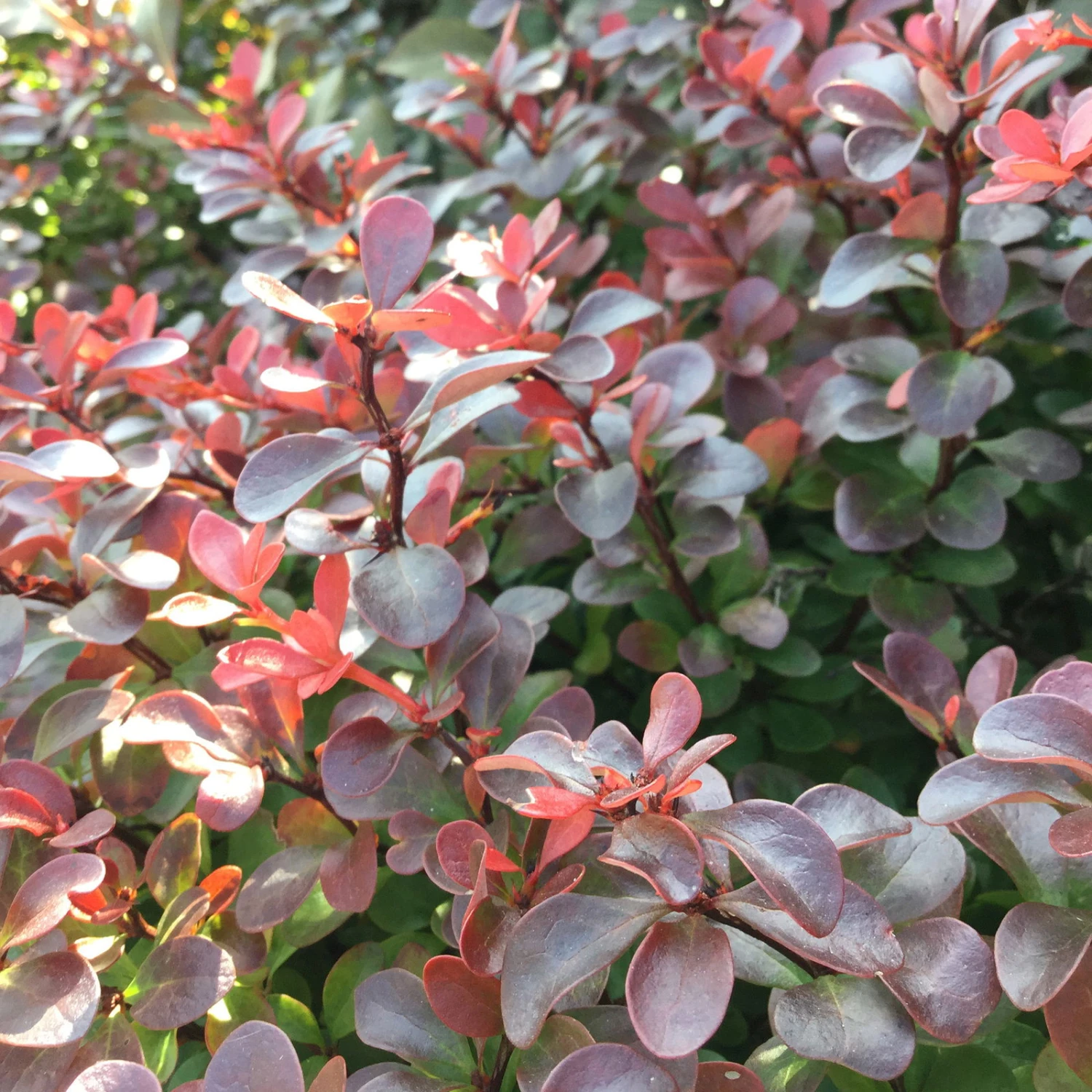 Rote Heckenberberitze, 2er-Set, Höhe 60-80 Cm Topf Je 7,5 Liter 2 Rote Heckenberberitze, 2er-Set, Höhe 60-80 Cm Topf Je 7,5 Liter – Bild 2
