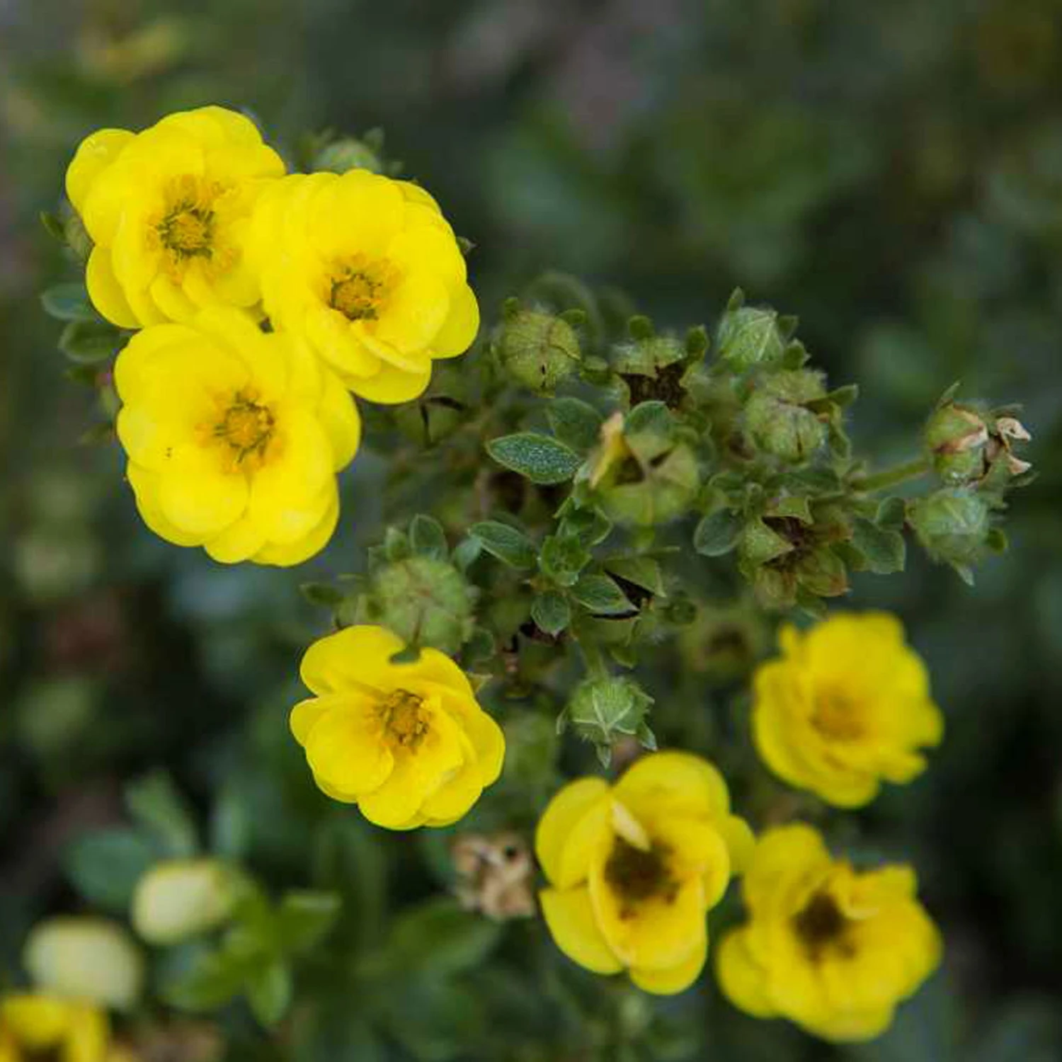 Fingerstrauch 'Citrus Tart®', Gelb, Höhe 20-25 Cm, Topf 5 Liter 1 Fingerstrauch 'Citrus Tart®', Gelb, Höhe 20-25 Cm, Topf 5 Liter