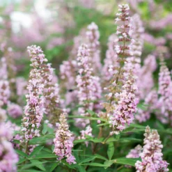 Rosa Mönchspfeffer 'Pink Pinnacle'(S), Rosa, Topf 5 Liter