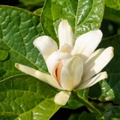 Gewürzstrauch-Set Rot-Weiß, 2er-Set, Höhe 60-80 Cm, Topf 7,5 Liter 9 Gewürzstrauch-Set Rot-Weiß, 2er-Set, Höhe 60-80 Cm, Topf 7,5 Liter -Angebote Gruen Trieb Store 0410112620 Calycanthus Venus Detail Bluete 2 z 119693