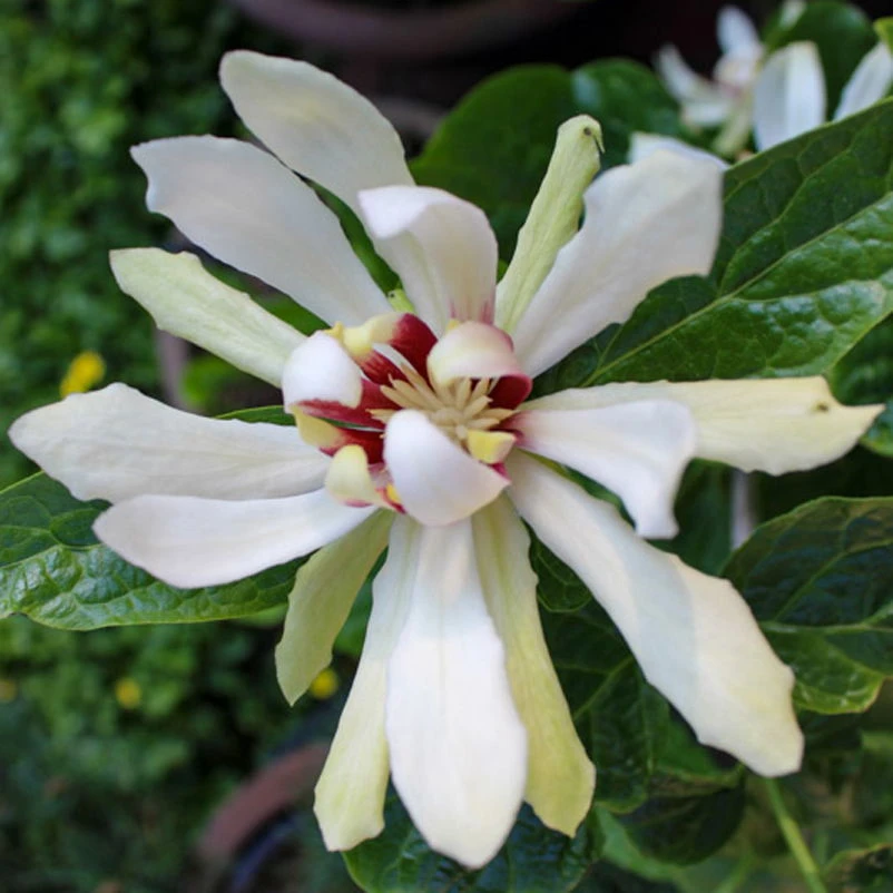 Gewürzstrauch-Set Rot-Weiß, 2er-Set, Höhe 60-80 Cm, Topf 7,5 Liter 2 Gewürzstrauch-Set Rot-Weiß, 2er-Set, Höhe 60-80 Cm, Topf 7,5 Liter – Bild 2