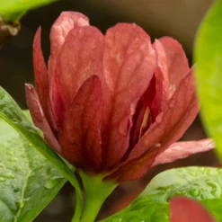 Gewürzstrauch-Set Rot-Weiß, 2er-Set, Höhe 60-80 Cm, Topf 7,5 Liter 11 Gewürzstrauch-Set Rot-Weiß, 2er-Set, Höhe 60-80 Cm, Topf 7,5 Liter -Angebote Gruen Trieb Store 0410112620 Calycanthus raulst Hartlage Wine Detail Bluete 3 z 119695