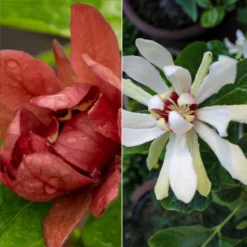 Gewürzstrauch-Set Rot-Weiß, 2er-Set, Höhe 60-80 Cm, Topf 7,5 Liter