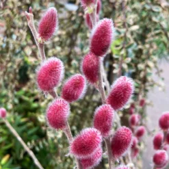 Salix Rotkätzchen®, 50 Cm Im Co 3 Lt. Topf