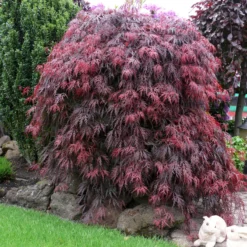 Roter Schlitzahorn 'Dissectum Garnet', Höhe 40 - 60 Cm, Topf-Ø 19 Cm -Angebote Gruen Trieb Store 0410300296 Acer palm Diss Garnet 025030040 19er Topf 1 86702