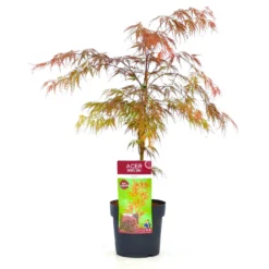 Roter Schlitzahorn 'Dissectum Garnet', Höhe 40 - 60 Cm, Topf-Ø 19 Cm -Angebote Gruen Trieb Store 0410300296 Acer palm Diss Garnet 025030040 19er Topf 1 83824