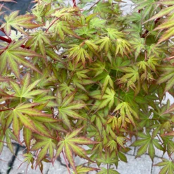 Korallenrinden Fächerahorn 'Sangokaku', Höhe 80 - 100 Cm, Topf 10 Liter -Angebote Gruen Trieb Store 0410300410 acer sangokaku 4 123974