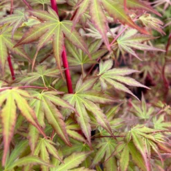 Korallenrinden Fächerahorn 'Sangokaku', Höhe 80 - 100 Cm, Topf 10 Liter -Angebote Gruen Trieb Store 0410300410 acer sangokaku 6 123976