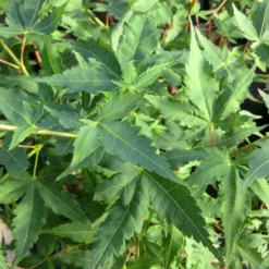 Korallenrinden Fächerahorn 'Sangokaku', Höhe 80 - 100 Cm, Topf 10 Liter -Angebote Gruen Trieb Store 0410301065 Acer palm Sangokaku Son und Koot 2 84622