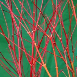 Korallenrinden Fächerahorn 'Sangokaku', Höhe 80 - 100 Cm, Topf 10 Liter -Angebote Gruen Trieb Store 0410301065 Acer palm Sangokaku Son und Koot 3 84623