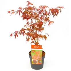 Japanischer Fächerahorn 'Atropurpureum', Höhe 40 - 60 Cm, Topf-Ø 19 Cm