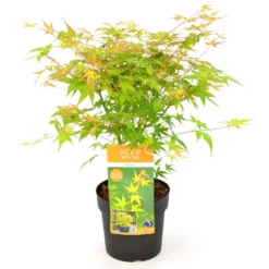 Japanischer Fächerahorn 'Katsura', Höhe 40 - 60 Cm, Topf-Ø 19 Cm 7 Japanischer Fächerahorn 'Katsura', Höhe 40 - 60 Cm, Topf-Ø 19 Cm -Angebote Gruen Trieb Store 0410301164 Acer palm Katsura 1 84639