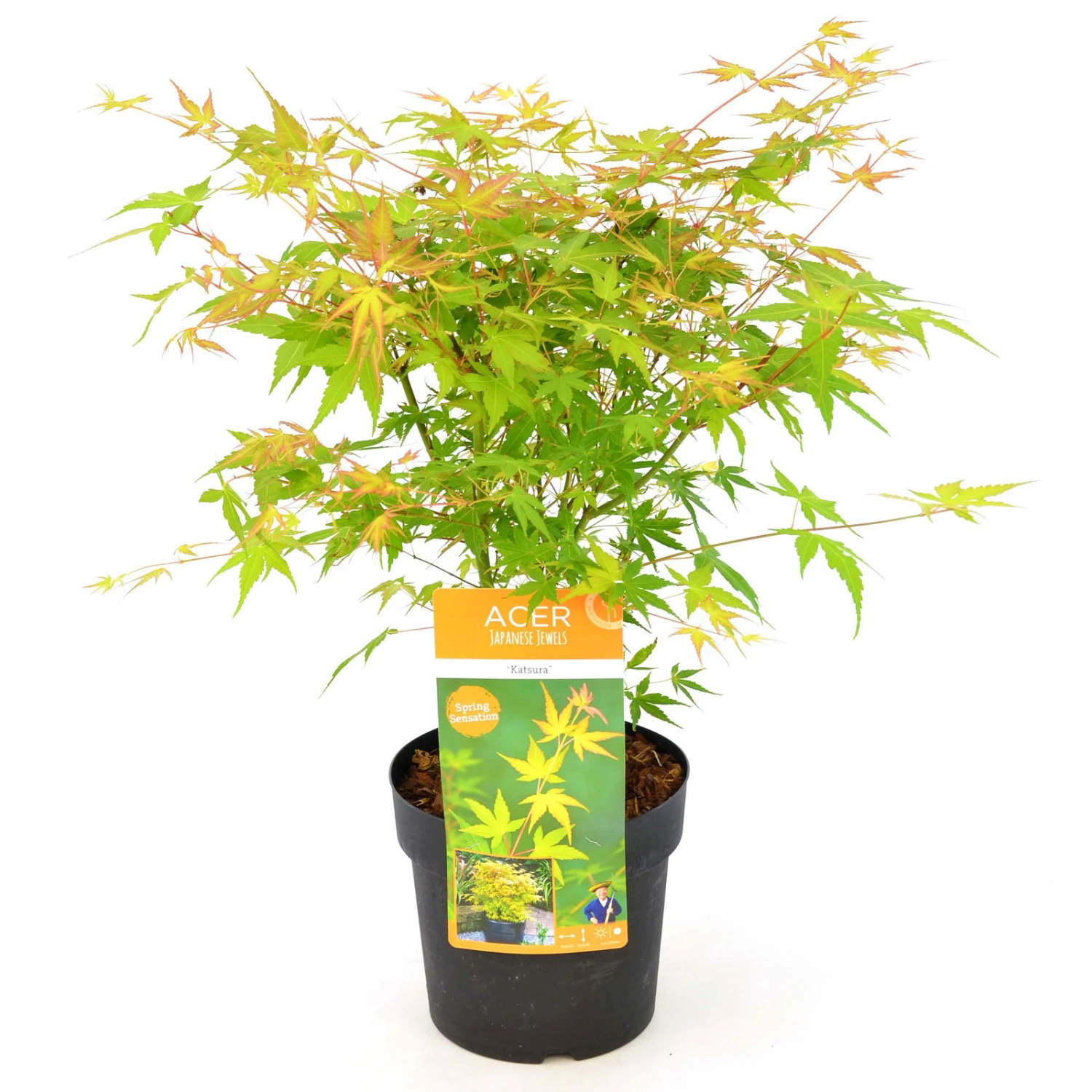 Japanischer Fächerahorn 'Katsura', Höhe 40 - 60 Cm, Topf-Ø 19 Cm 3 Japanischer Fächerahorn 'Katsura', Höhe 40 - 60 Cm, Topf-Ø 19 Cm – Bild 3