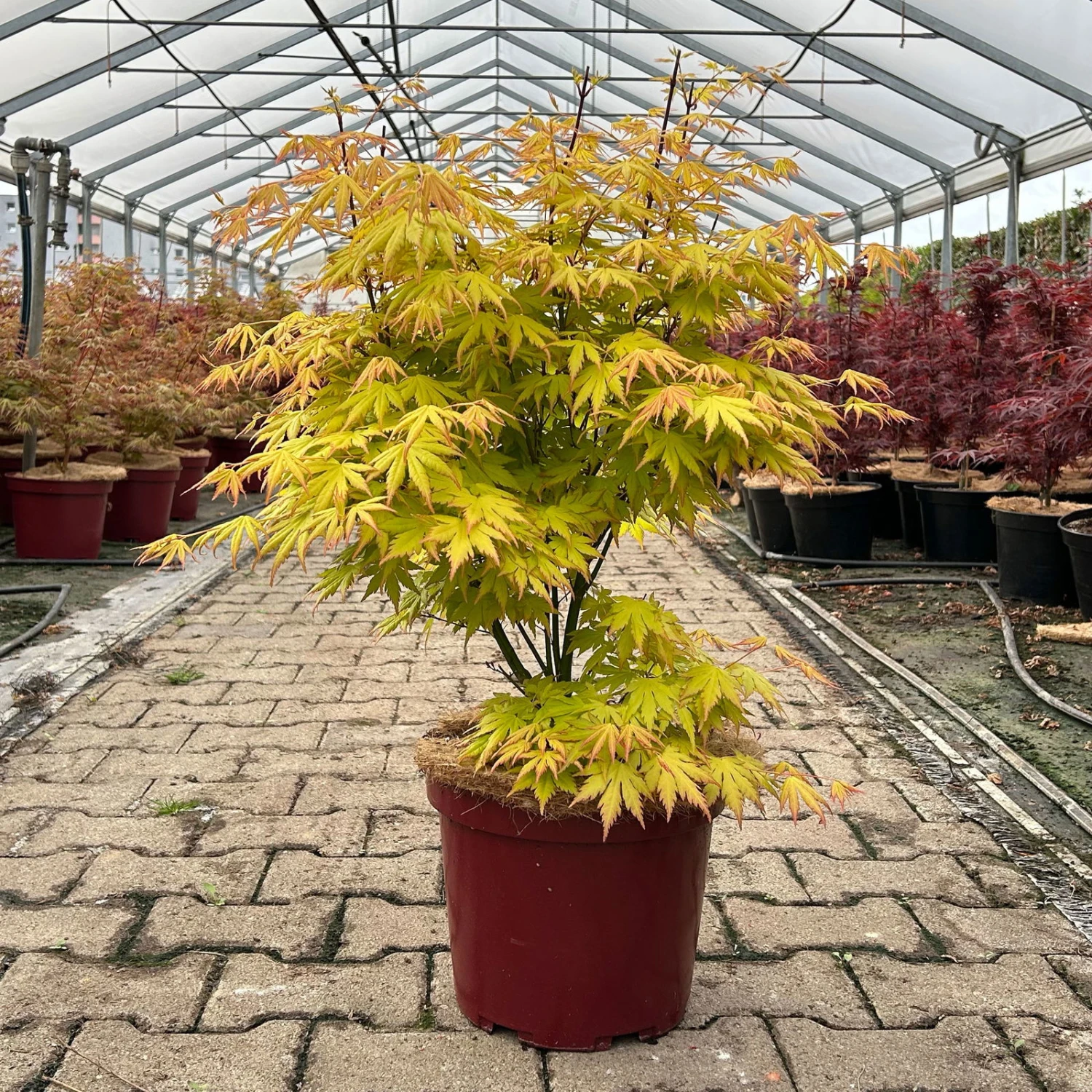 Japanischer Fächerahorn 'Orange Dream', Höhe 80 - 100 Cm, Topf 10 Liter 1 Japanischer Fächerahorn 'Orange Dream', Höhe 80 - 100 Cm, Topf 10 Liter