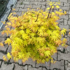 Japanischer Fächerahorn 'Orange Dream', Höhe 80 - 100 Cm, Topf 10 Liter 10 Japanischer Fächerahorn 'Orange Dream', Höhe 80 - 100 Cm, Topf 10 Liter -Angebote Gruen Trieb Store 0410301209 acer gelblaubig orange dream oder irene 4 124008