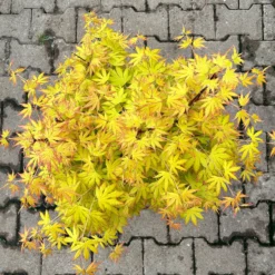 Japanischer Fächerahorn 'Orange Dream', Höhe 80 - 100 Cm, Topf 10 Liter 9 Japanischer Fächerahorn 'Orange Dream', Höhe 80 - 100 Cm, Topf 10 Liter -Angebote Gruen Trieb Store 0410301209 acer gelblaubig orange dream oder irene 5 124007