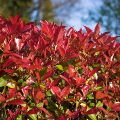 Glanzmispel 'Devils Dream'®, 3er-Set, Höhe 40-50 Cm, Topf 5 Liter -Angebote Gruen Trieb Store 0410350265 Photinia Devils Dream 3er Set 1 104915