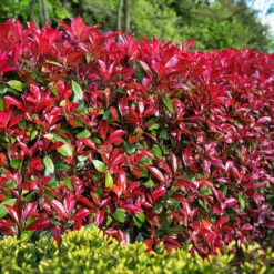 Glanzmispel 'Devils Dream'®, 3er-Set, Höhe 40-50 Cm, Topf 5 Liter -Angebote Gruen Trieb Store 0410350265 Photinia Devils Dream 3er Set 5 104916