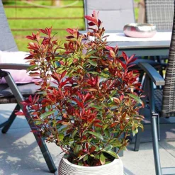 Glanzmispel 'Devils Dream'®, 3er-Set, Höhe 40-50 Cm, Topf 5 Liter -Angebote Gruen Trieb Store 0410350265 Photinia Devils Dream 3er Set 6 104914