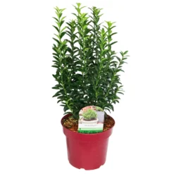 Japanischer Spindelstrauch 'Green Empire'®, Höhe 25-30 Cm, Topf 3 Liter, 5er-Set