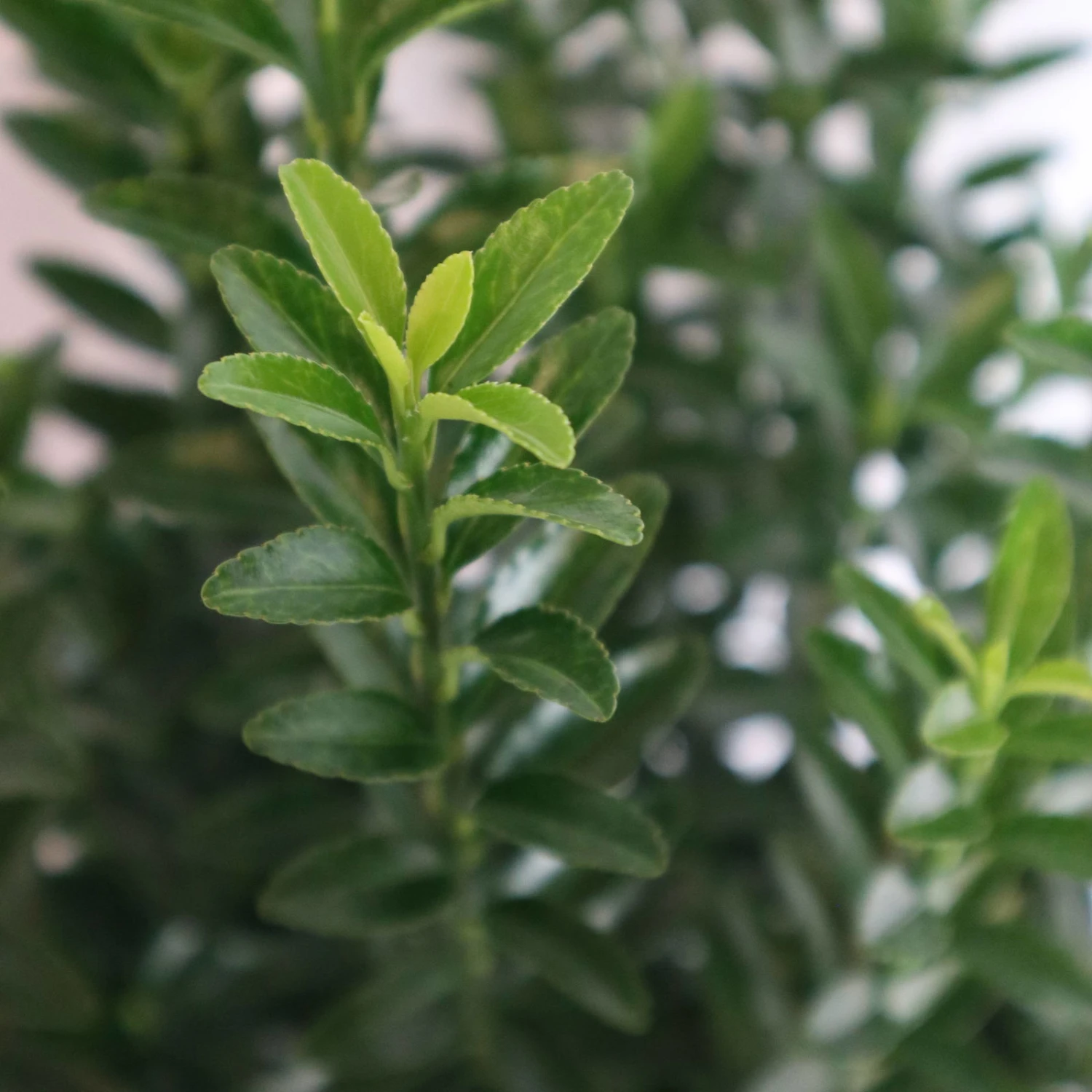 Japanischer Spindelstrauch 'Green Empire'®, Höhe 25-30 Cm, Topf 3 Liter, 5er-Set 2 Japanischer Spindelstrauch 'Green Empire'®, Höhe 25-30 Cm, Topf 3 Liter, 5er-Set – Bild 2