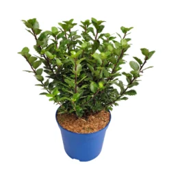 Zwerg-Stechpalme 'Little Pirate'®, 5er-Set, Höhe 30-40 Cm, Topf 3 Liter -Angebote Gruen Trieb Store 0410450802 Ilex mes Little Pirate 3 104462