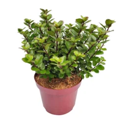 Zwerg-Stechpalme 'Little Pirate'®, 5er-Set, Höhe 30-40 Cm, Topf 3 Liter -Angebote Gruen Trieb Store 0410450802 Ilex mes Little Pirate 6 104461