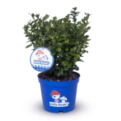 Zwerg-Stechpalme 'Little Pirate'®, 5er-Set, Höhe 30-40 Cm, Topf 3 Liter -Angebote Gruen Trieb Store 0410450802 Ilex mes Little Pirate 9 104418