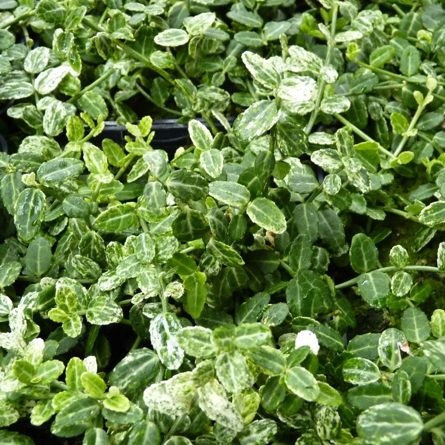 Euonymus Fortunei 'Silverstone®', Topf-Ø 9 Cm 9 Cm, 12er-Set 1 Euonymus Fortunei 'Silverstone®', Topf-Ø 9 Cm 9 Cm, 12er-Set