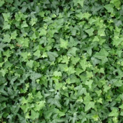 Angebote Gruen Trieb Store 13 Efeu, Topf-Ø 9 Cm, 12er-Set