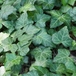 Angebote Gruen Trieb Store -Angebote Gruen Trieb Store 0410650151 Hedera Helix T9 WEB Neu 39876