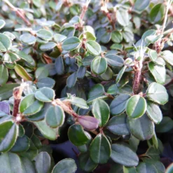 Zwergmispel 'Cochleatus', 12er-Set, 9 Cm Ø Topf -Angebote Gruen Trieb Store 0410650189 Cotoneaster micro Cochleatus 12er Set 103578