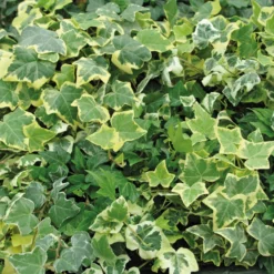 Angebote Gruen Trieb Store 26 Efeu In Bunten Sorten, 6er-Set, 13 Cm Ø Topf