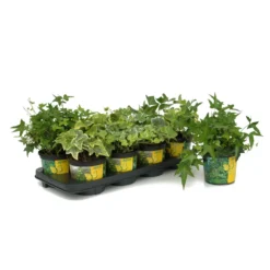 Angebote Gruen Trieb Store -Angebote Gruen Trieb Store 0410650196 Hedera in bunten Sorten 6er Set 3 103586