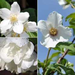 Gehölz-Set Duftjasmin, 3er-Set, Höhe 40-60 Cm, Topf Je 4,6 Liter