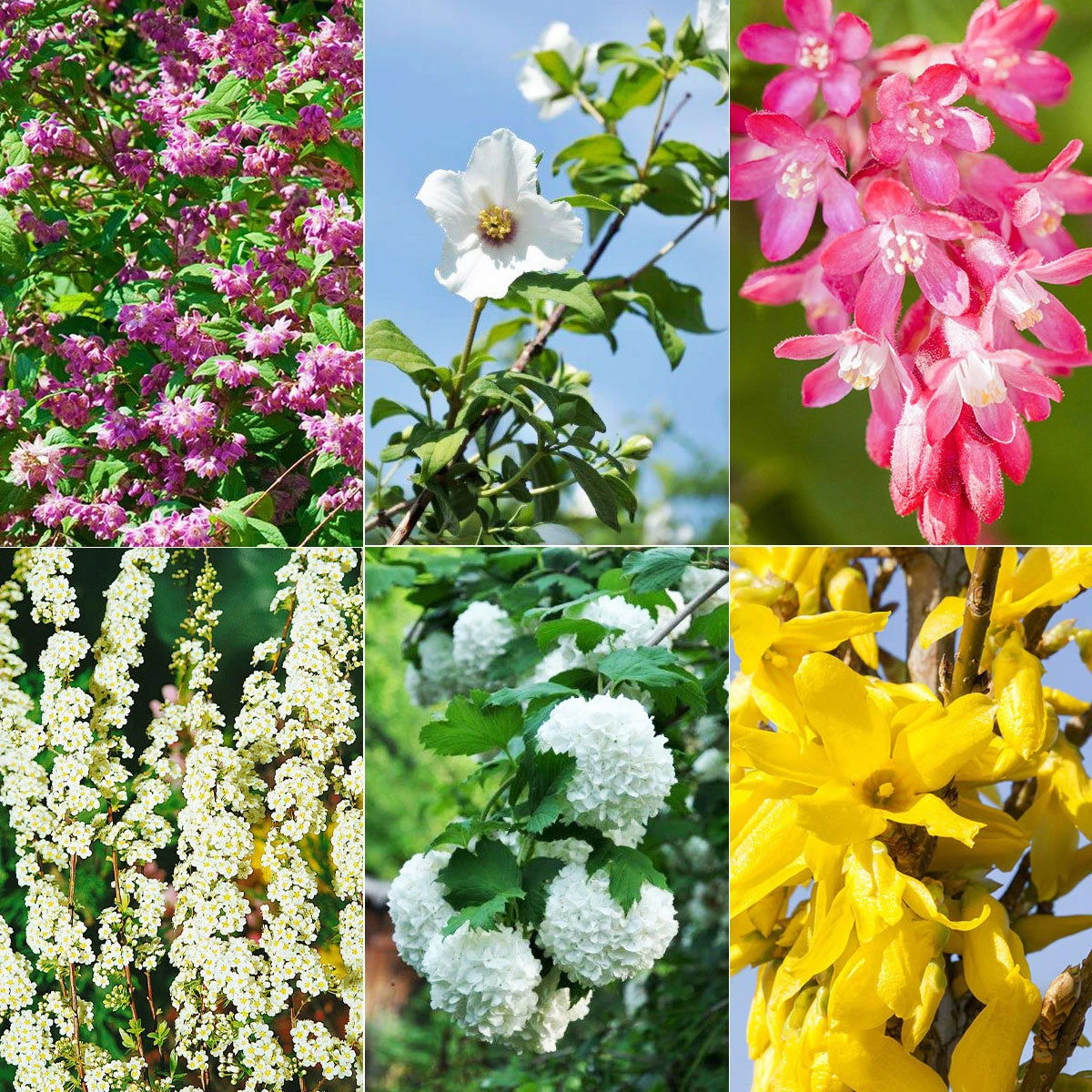 Blütenhecken-Klassiker, 20er-Set, Topf 7,5 Liter 1 Blütenhecken-Klassiker, 20er-Set, Topf 7,5 Liter