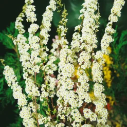 Blütenhecken-Klassiker, 20er-Set, Topf 7,5 Liter 11 Blütenhecken-Klassiker, 20er-Set, Topf 7,5 Liter -Angebote Gruen Trieb Store 0410870556 Bluetenhecke Klassiker 20er Set2 76468