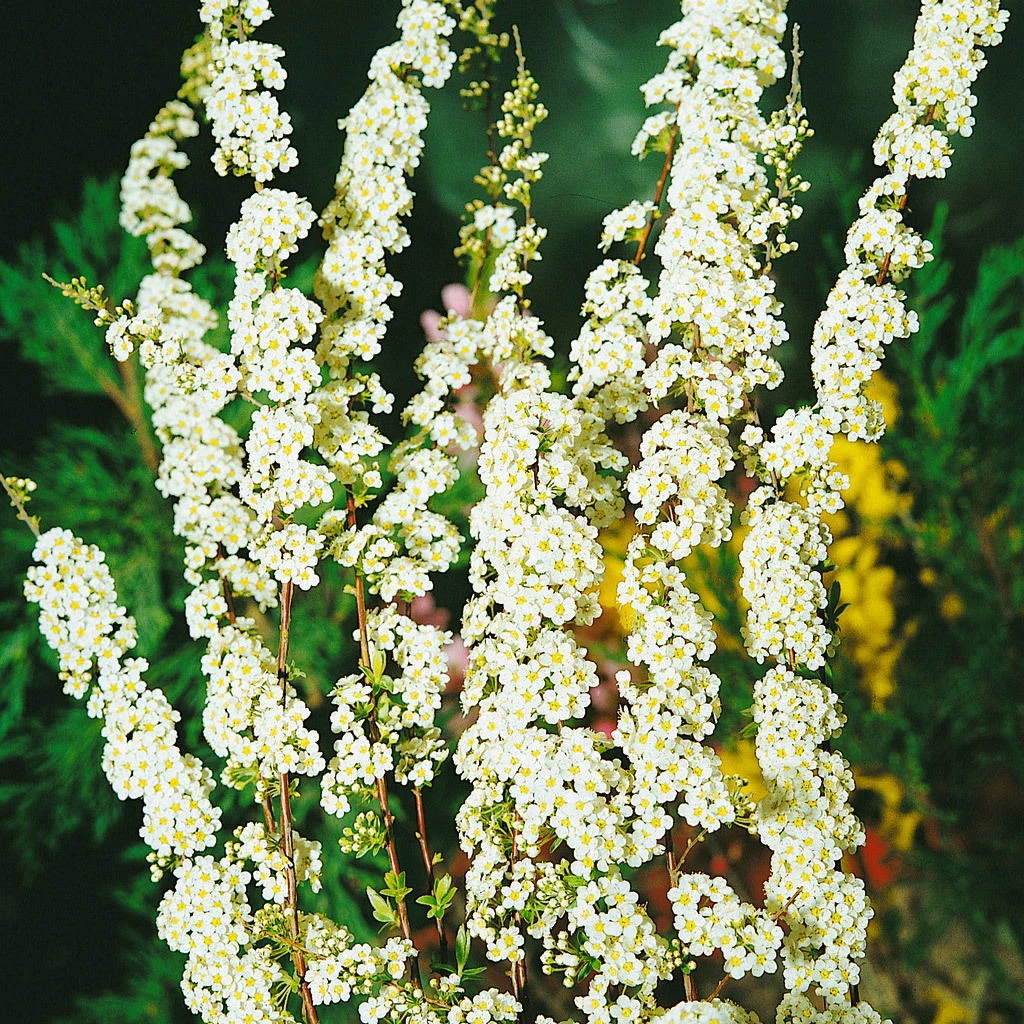 Blütenhecken-Klassiker, 20er-Set, Topf 7,5 Liter 3 Blütenhecken-Klassiker, 20er-Set, Topf 7,5 Liter – Bild 3