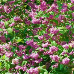 Blütenhecken-Klassiker, 20er-Set, Topf 7,5 Liter 13 Blütenhecken-Klassiker, 20er-Set, Topf 7,5 Liter -Angebote Gruen Trieb Store 0410870556 Bluetenhecke Klassiker 20er Set 76472