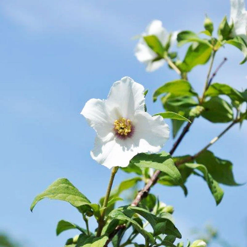 Blütenhecken-Klassiker, 20er-Set, Topf 7,5 Liter 6 Blütenhecken-Klassiker, 20er-Set, Topf 7,5 Liter – Bild 6