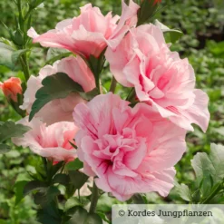 Garten-Hibiskus 'Pink Chiffon®', Rosa, 40-60 Cm Hoch, Topf 5 L -Angebote Gruen Trieb Store 0410900545 Hibiscus Pink Chiffon 76684