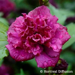 Duo Garten-Hibiskus 'French Cabaret® Pastel' Und 'French Cabaret® Red', 5 L Topf -Angebote Gruen Trieb Store 0410900549 Hibiscus syr French Cabaret Red 75024