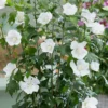 Säulen-Gartenhibiskus 'Flower Tower White®' Weiß, Höhe 40-60 Cm, Topf 5 L