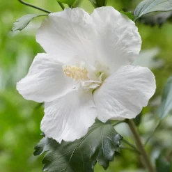Säulen-Gartenhibiskus 'Flower Tower White®' Weiß, Höhe 40-60 Cm, Topf 5 L -Angebote Gruen Trieb Store 0410900657 Hibiscus syr Flower Tower White Saeulenhibiscus weiss 2 119983