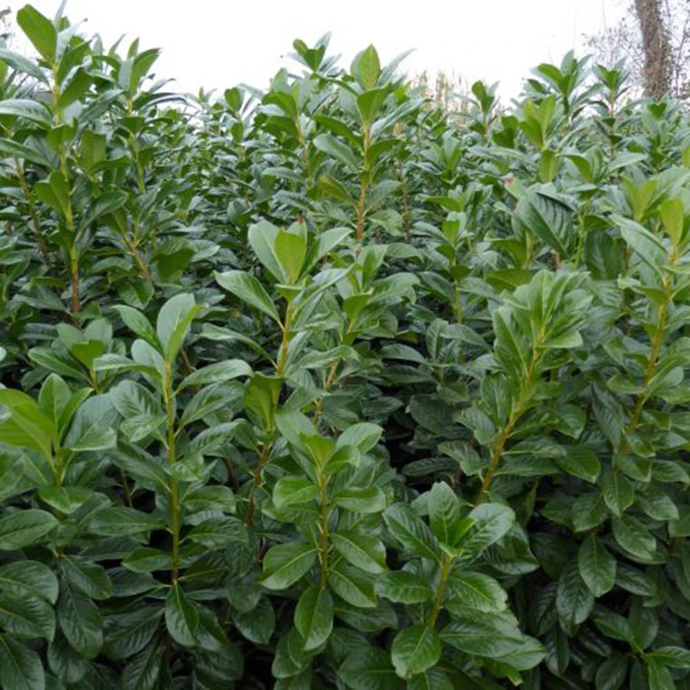 Kirschlorbeer 'Novita', 080/100 Cm, 15 Lt. Topf