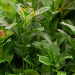 Kölle Kirschlorbeer 'Etna'®, 35er-Set, Höhe 40-60 Cm, Topf Je 4,6 Liter