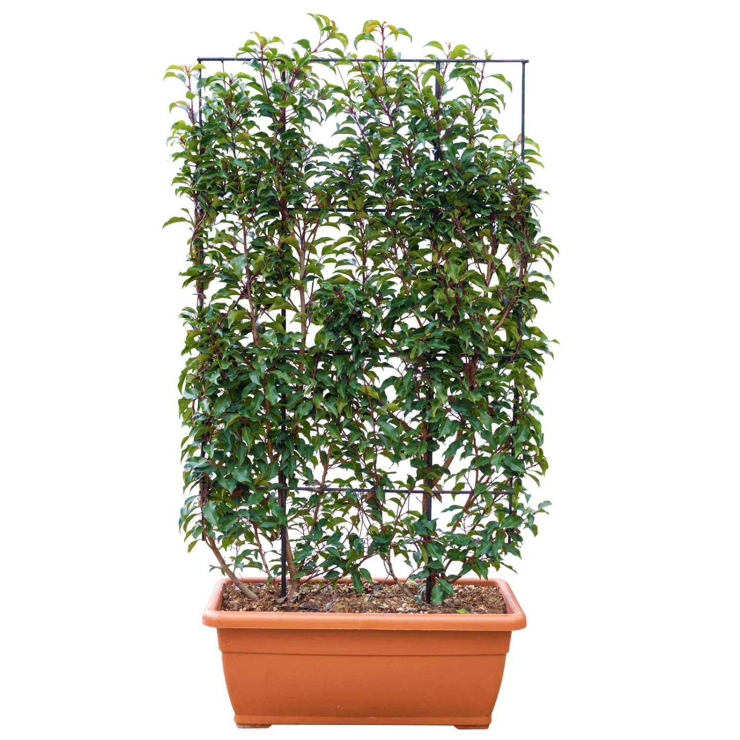 Portugiesischer Lorbeer 'Angustifolia', 5er-Set, Spalier 130x90 Cm, Kasten 80 Cm 2 Portugiesischer Lorbeer 'Angustifolia', 5er-Set, Spalier 130x90 Cm, Kasten 80 Cm – Bild 2