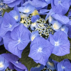 Tellerhortensien In 4 Farben, 4er-Set, Höhe 30-40 Cm, Topf 4 Liter (Pflanzware) -Angebote Gruen Trieb Store 0415100065 Koelle Hydrangea mac Teller blau Co 5lt farbezeigend 59936 1