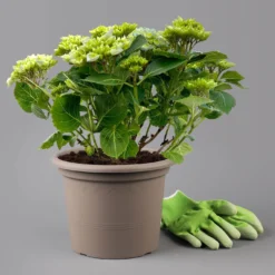 Kölle Gartenhortensie Ball Blau, 4/5 Liter Topf 11 Kölle Gartenhortensie Ball Blau, 4/5 Liter Topf -Angebote Gruen Trieb Store 0415100097 hydrangea mac ball blau 11 125072