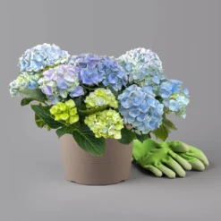 Kölle Gartenhortensie Ball Blau, 4/5 Liter Topf 10 Kölle Gartenhortensie Ball Blau, 4/5 Liter Topf -Angebote Gruen Trieb Store 0415100097 hydrangea mac ball blau 2 125071